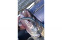 Keitech - Приманка Swing Impact FAT 4.8" Hasu (Silver Shinner) - фотография пользователя