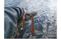 Lucky Craft - Воблер Flash Minnow EPG 190SR Parrot Shad 342 - фотография пользователя