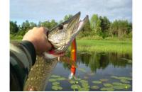 Lucky Craft - Воблер Flash Minnow EPG 190SR Parrot Shad 342 - фотография пользователя