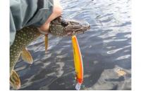 Lucky Craft - Воблер Flash Minnow EPG 190SR Parrot Shad 342 - фотография пользователя