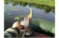 Lucky Craft - Воблер Flash Minnow EPG 190SR Parrot Shad 342 - фотография пользователя