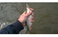 Jackall - Воблер Chubby 38F SSR ghost shrimp - фотография пользователя