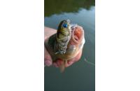 Jackall - Воблер Chubby 38F SSR ghost shrimp - фотография пользователя