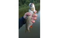 Jackall - Воблер Chubby 38F SSR ghost shrimp - фотография пользователя