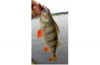 Bait Breath - Приманка Mosya U30 2" cola color 135 - фотография пользователя