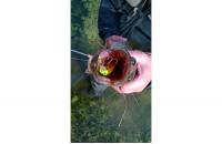 Daiwa - Воблер Morethan X-Cross 95 SSR matt tiger - фотография пользователя
