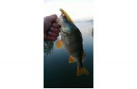 Daiwa - Воблер Morethan X-Cross 95 SSR matt tiger - фотография пользователя
