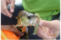 Keitech - Приманка Easy Shiner 3" Green Pumpkin PP. Shad - фотография пользователя