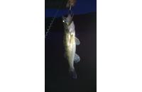 Megabass - Воблер X-120 wakin golden shad - фотография пользователя