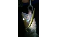 Megabass - Воблер X-120 wakin golden shad - фотография пользователя
