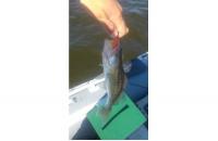 Berkley - Приманка Pulse Shad 60 spicy упаковка 6шт - фотография пользователя