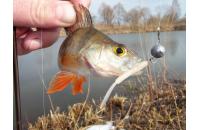 Jackall - Приманка Peke Peke 2" pearl white - фотография пользователя