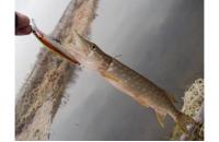 Major Craft - Воблер Zoner Minnow 90SP 05 Rainbow - фотография пользователя