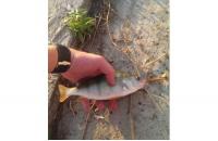 Garry Angler - Приманка Fry Pagrus 05/027 - фотография пользователя