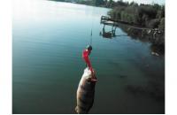 Garry Angler - Приманка Fry Pagrus 05/027 - фотография пользователя