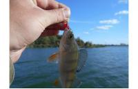 Garry Angler - Приманка Fry Pagrus 05/027 - фотография пользователя