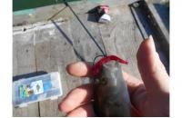 Garry Angler - Приманка Fry Pagrus 05/027 - фотография пользователя