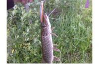 ZipBaits - Воблер Orbit 80SP-SR 840R - фотография пользователя