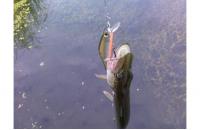 ZipBaits - Воблер Orbit 80SP-SR 840R - фотография пользователя