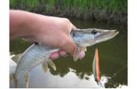 ZipBaits - Воблер Orbit 80SP-SR 840R - фотография пользователя