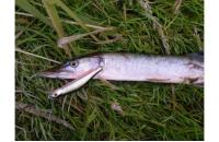 ZipBaits - Воблер Orbit 80SP-SR 840R - фотография пользователя