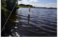 ZipBaits - Воблер Rigge 35F 824R - фотография пользователя