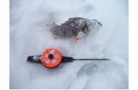 Stinger - Удочка зимняя Icehunter Premium Uni - фотография пользователя