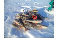 Stinger - Удочка зимняя Icehunter Premium Uni - фотография пользователя