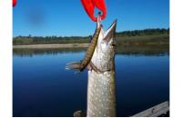 Megabass - Воблер Ito-Shiner glx galaxy shiner - фотография пользователя