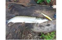Megabass - Воблер Ito-Shiner glx galaxy shiner - фотография пользователя