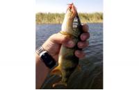 Abu Garcia - Блесна Reflex Red 7гр S - фотография пользователя