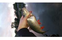Fishycat - Воблер Icat 32F-SR R12 - фотография пользователя