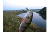 Fishycat - Воблер Icat 32F-SR R12 - фотография пользователя
