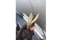 Megabass - Воблер FX9 m western clown - фотография пользователя