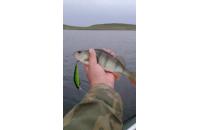 Lucky John - Воблер Eco Gutsy Minnow 90F E354 - фотография пользователя