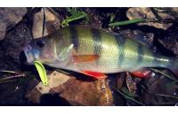 Silver Bream - Блесна MS Bleak 4,2гр 013 - фотография пользователя