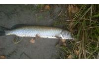 Big Cat Fishing - Блесна Nemo 5гр FO - фотография пользователя