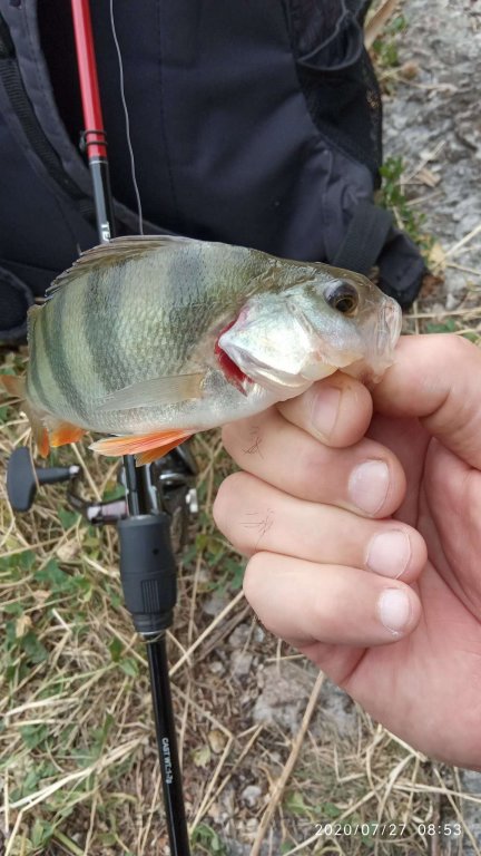 daiwa trout area commander