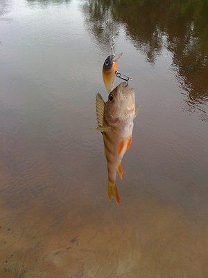 Изображение 1 : Еще одна рыбалка на Линде