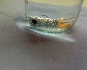 Изображение 1 : Самодельная поролоновая рыбка