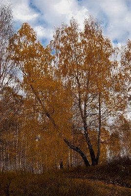 Изображение 1 : Осенний натюрморт