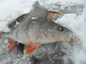 Изображение 1 : Мое открытие сезона рыбалки со льда.
