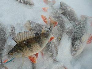 Изображение 1 : Мое открытие сезона рыбалки со льда.