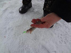 Изображение 1 : Экстрим при ловле корюшки на Финском заливе.