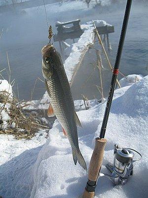 Изображение 1 : 23 февраля - чёрный день календаря...для рыбы!