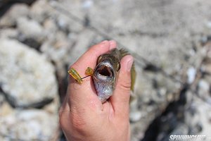 Изображение 1 : Рыбалка и отдых в Абхазии. Продолжение