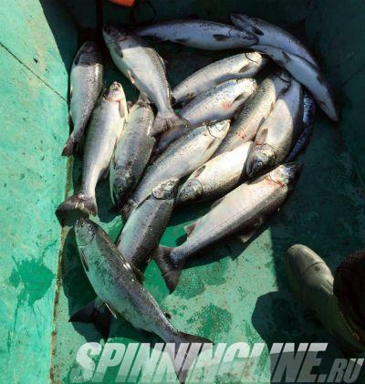 Изображение 6 : Рыбалка на Камчатке