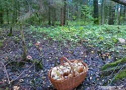 сколько видите растущих грибов ? (ответ : 15)