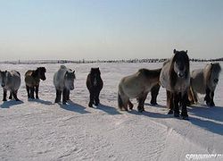 Якутская лошадь. Держит мой друг. Сами добывают корм зимой. Это единственная в мире порода, которая произошла от диких белых тундровых лошадей и не вымерла, как мамонт или носорог, а сохранилась до на