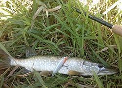 Rapala X-Rap 8